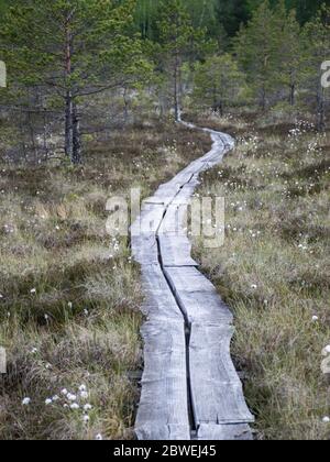 Boschetto foresta sfondo naturale. Vegetazione paludosa, passerelle in legno nella palude, vegetazione selvaggia, palude di Niedraju Pilkas, Lettonia Foto Stock