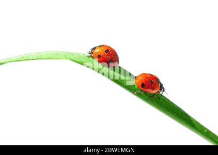 Due coccinelle rosse sono sedute girate su una foglia verde di erba. Sfondo bianco. Isolato. Primo piano. Spazio di copia . Isolato. Foto Stock