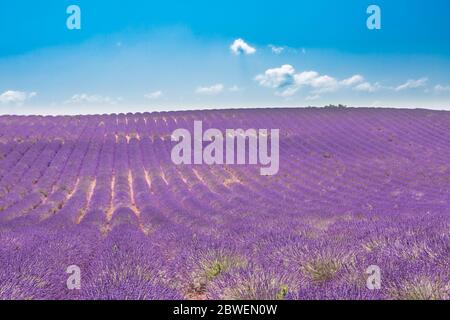 Lavanda fioritura file di fiori sotto il cielo blu. Paesaggio estivo paesaggio calmante paesaggio naturale. Viola floreale vista sotto il cielo blu. Paesaggio idilliaco Foto Stock