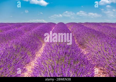 Lavanda fioritura file di fiori sotto il cielo blu. Paesaggio estivo paesaggio calmante paesaggio naturale. Viola floreale vista sotto il cielo blu. Paesaggio idilliaco Foto Stock