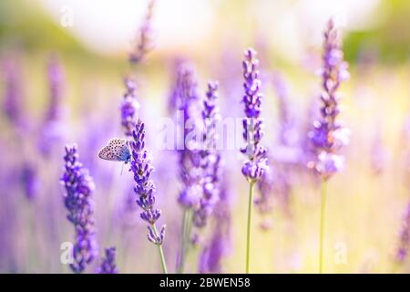 Un ambiente tranquillo, una farfalla in estate fiorente lavanda si abbassa. Estate sfondo floreale sole raggi closeup. Sogno ambiente naturale Foto Stock