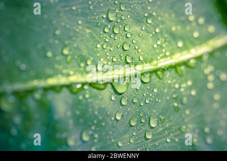 Foglia verde con gocce d'acqua dopo pioggia sotto la luce solare. Modello naturale, gocce di rugiada mattutina Foto Stock