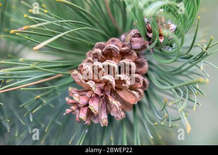 Chiudi il cartello Pinus Heldreichii Tree Foto Stock