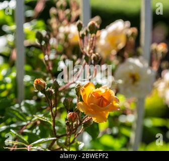 Rosa 'Ghislaine de Feligonde', una Rosa di Rambling Musk che sale fino ad un balcone. Fragranti semi doppi bianchi/fiori di albicocca. In germoglio e fiore. Foto Stock