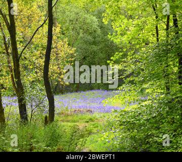 Bluebells in una tranquilla radura boschiva Foto Stock