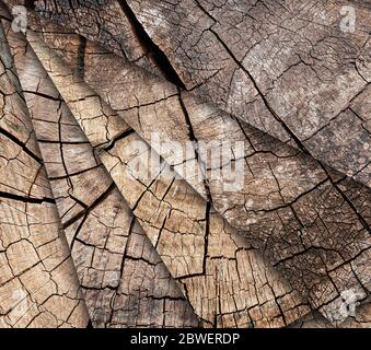 Molti alberi inciampi sfondo. Mosaico di marrone cracked e taglio motivo texture legno sfondo Foto Stock