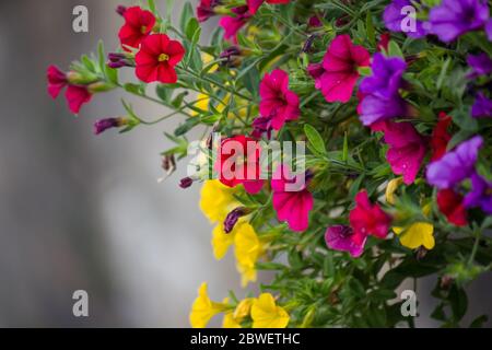 Bella petunia (Caliachoa) fiori in primavera Foto Stock