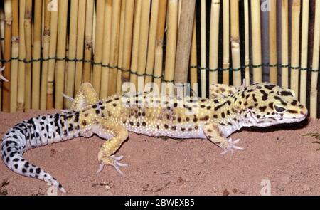 Gecko leopardo comune, Eublepharis macularius Foto Stock