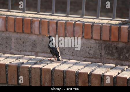 giovane uccello stellato su un muro Foto Stock