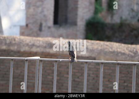 giovane uccello stellato su un muro Foto Stock