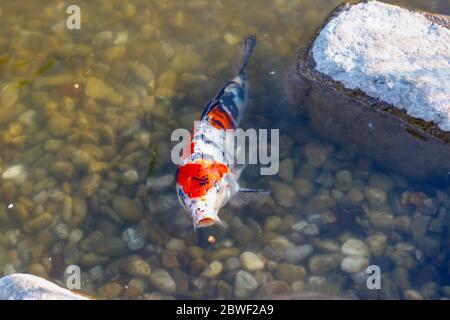 Giappone pesce in stagno Foto Stock