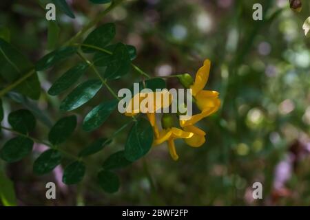 Colutea arborescens Hispanica, vescica Senna pianta Fiore Foto Stock