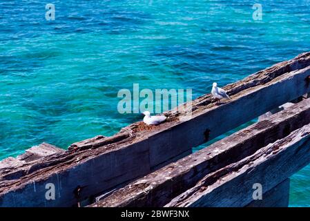 Gabbiani marini riposati su pali di legno a Busselton, Australia Occidentale. Acque turchesi dell'Oceano Indiano sullo sfondo Foto Stock