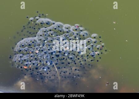 Primo piano di frogspawn galleggiante in un piccolo puddle, foto da Mellansel Vasternorrland, Svezia. Foto Stock
