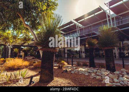 Perth, 2019 novembre: Piante autoctone australiane di cespuglio e alberi di erba che crescono fuori del terminal delle partenze all'aeroporto di Perth. Tempo asciutto e soleggiato Foto Stock