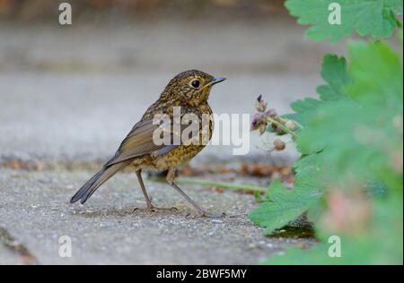 European Robin (Erithacus rufecula) giovane, in un giardino, fine maggio, Kent, Regno Unito Foto Stock