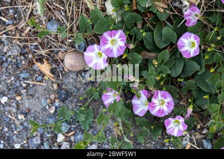 Campo Bindweed ( Convolvulus arvensis ) fiorito da una strada vicino a Ardingly Foto Stock