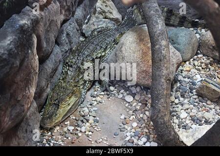 Un coccodrillo si siede sulle rocce. Il coccodrillo si trova in un terrario, prendere il sole e dormire Foto Stock