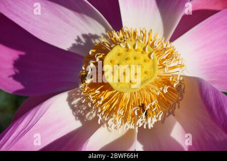 Fagiolo di India o fiore di loto sacro con sfondo verde naturale, ape con petali rosa e polline giallo in acqua lilly fiore , pianta tropicale Foto Stock