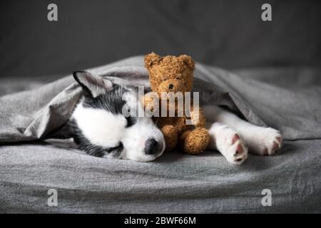 Un piccolo cucciolo di cane bianco razza Husky siberiano con gli occhi blu bella si trova su tappeto grigio con giocattolo orso. Fotografia di cani e animali domestici Foto Stock