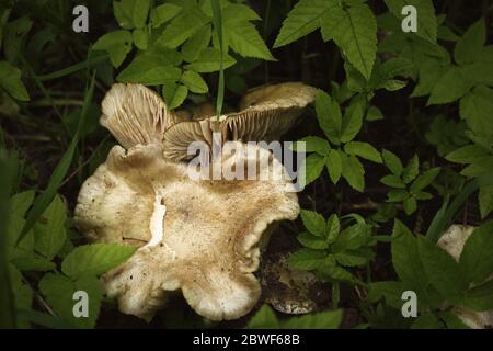 Grande fungo bianco nella foresta. Raccolta autunno di funghi dopo la pioggia. Bel fungo in erba verde Foto Stock