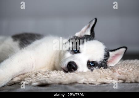 Un piccolo cucciolo di cane bianco razza Husky siberiano con bei occhi blu si trova su tappeto bianco. Fotografia di cani e animali domestici Foto Stock