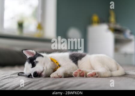 Un piccolo cucciolo di cane bianco razza Husky siberiano con gli occhi blu bella dormire su tappeto grigio. Fotografia di cani e animali domestici Foto Stock