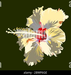 Motivo rosso su petali bianchi di fiori di Hibiscus isolato su sfondo verde , fiore tropicale fiorisce e rivela polline giallo Illustrazione Vettoriale