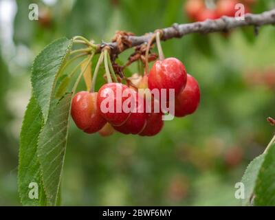 Maturazione delle ciliegie dolci sull'albero Foto Stock