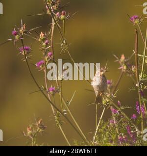 Pannocchia di mais (Miliaria calandra) su un ramoscello. Fotografato alla riserva naturale di Ein Afek, Israele Foto Stock