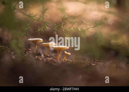 I funghi di Clitocibe diatreta crescono in una pineta fotografata nella riserva naturale di Ein Afek, Israele in gennaio Foto Stock