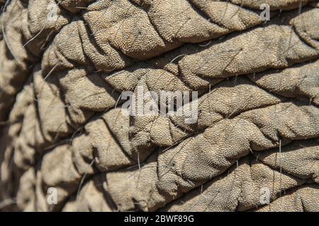 Primo piano della pelle di elefant Foto Stock