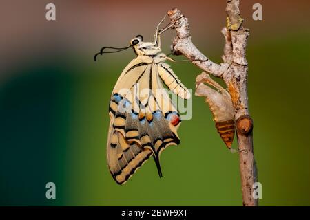 Una farfalla è emersa dal suo Pupa. Old World Swallowtail (Papilio machaon) AKA comune giallo coda di palma farfalla su un fiore fotografato in ISR Foto Stock