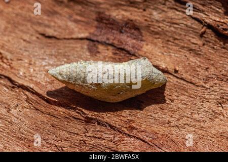 Pupa of an Old World Swallowtail (Papilio machaon) AKA farfalla gialla comune su un fiore fotografato in Israele, estate giugno. Questo Speci Foto Stock