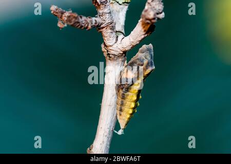 Pupa of an Old World Swallowtail (Papilio machaon) AKA farfalla gialla comune su un fiore fotografato in Israele, estate giugno. Questo Speci Foto Stock