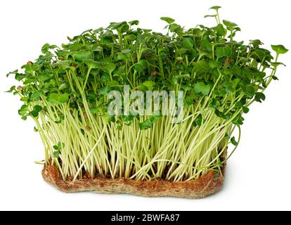 Micro germogli verdi di daikon radish isolati su bianco Foto Stock