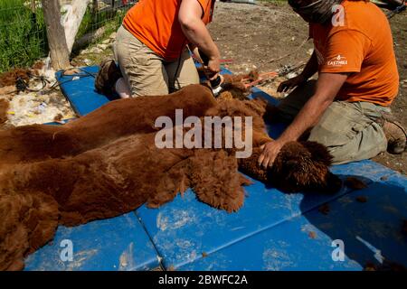 Alpaca maschio che viene tranciata in primavera con coperta di pile che viene tagliata via. Foto Stock