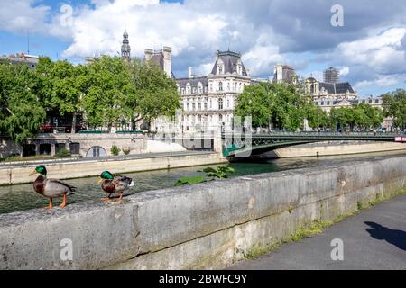 Parigi, Francia - 1 maggio 2020: Coppia di anatre selvatiche sulle banchine della Senna durante le misure di contenimento dovute al Covid-19 Foto Stock