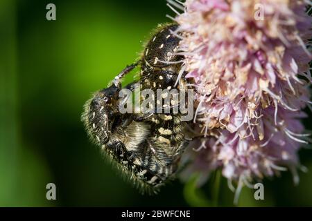 Oxythyrea funesta (rosa bianca macchiata / Trauer-Rosenkäfer) Foto Stock
