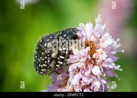 Oxythyrea funesta (rosa bianca macchiata / Trauer-Rosenkäfer) Foto Stock