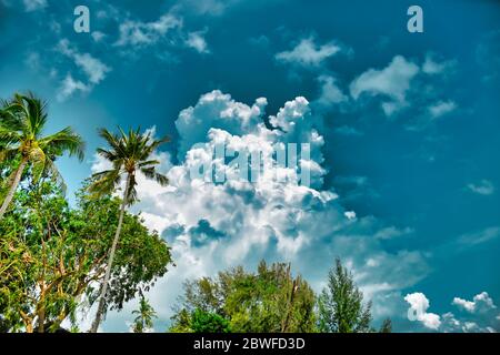 Enorme e stupefacente palme da cocco con noci di cocco su di esso sotto il bel cielo blu luminoso con le nuvole di circo Foto Stock