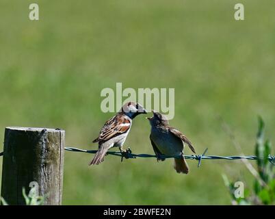 1 Giugno 2020. Sparrow che alimenta il suo giovane su una linea di filo spinato in campagna, Cleeve North Somerset. Credito di foto Robert Timoney/Alamy/News Foto Stock