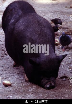 Maiale vietnamita con pancia (Sus scrofa) Foto Stock