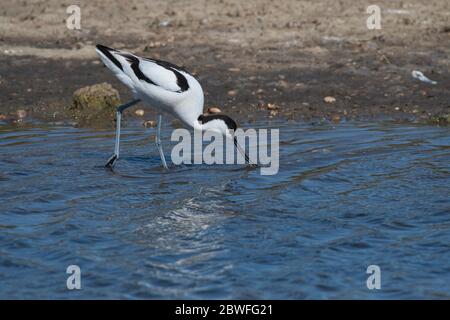 Avocet (Recurvirostra avosetta) che fora in acque poco profonde Foto Stock