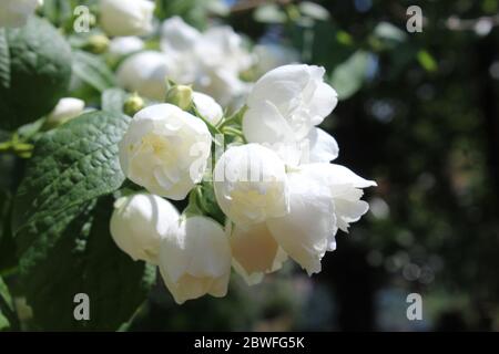 Belle fioriture bianche di Philadelphus 'Virginal', la pianta di arancio di Mock a doppia fioritura. In primo piano, con copyspace a destra. Foto Stock