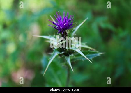 Fiore viola di Silybum marianum, Thistle latte, Mariatistel. Beja, Portogallo. Foto Stock