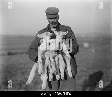 Nuovi arrivi a Wessex . Agnelli di tre giorni della famosa varietà Dorset Horned , nata nella fattoria del Castello di Maiden , Dorset , che è affittata dal Principe di Galles . 1 dicembre 1923 Foto Stock