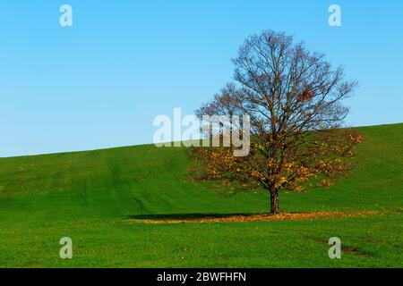 Lone albero in piedi in campo verde con foglie cadute. Foto Stock