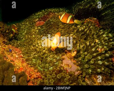 Anemonefish di Clark, clarkii di Amphiprion o pesce pagliaccio di coda gialla in esso è casa in un anemone di mare inculante a Puerto Galera, Filippine Foto Stock