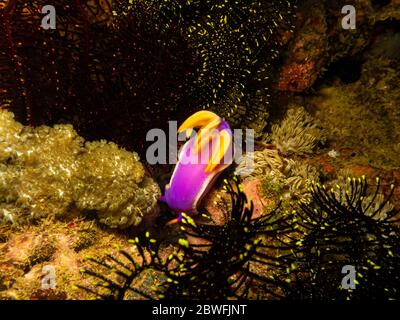 Nudiranch Hypseledoris apolegma in una barriera corallina di Puerto Galera nelle Filippine. Queste barriere coralline sono così sane e brulicanti di vita Foto Stock